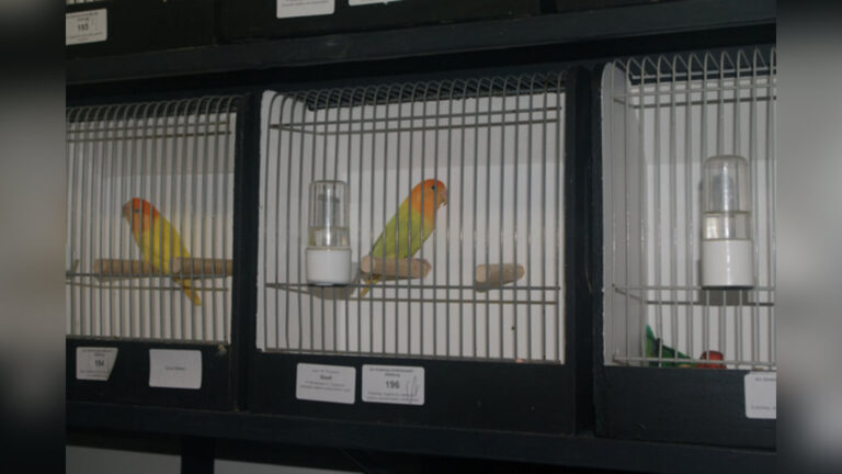 Vogeltentoonstelling VV “De Gieteling” Dedemsvaart-Balkbrug