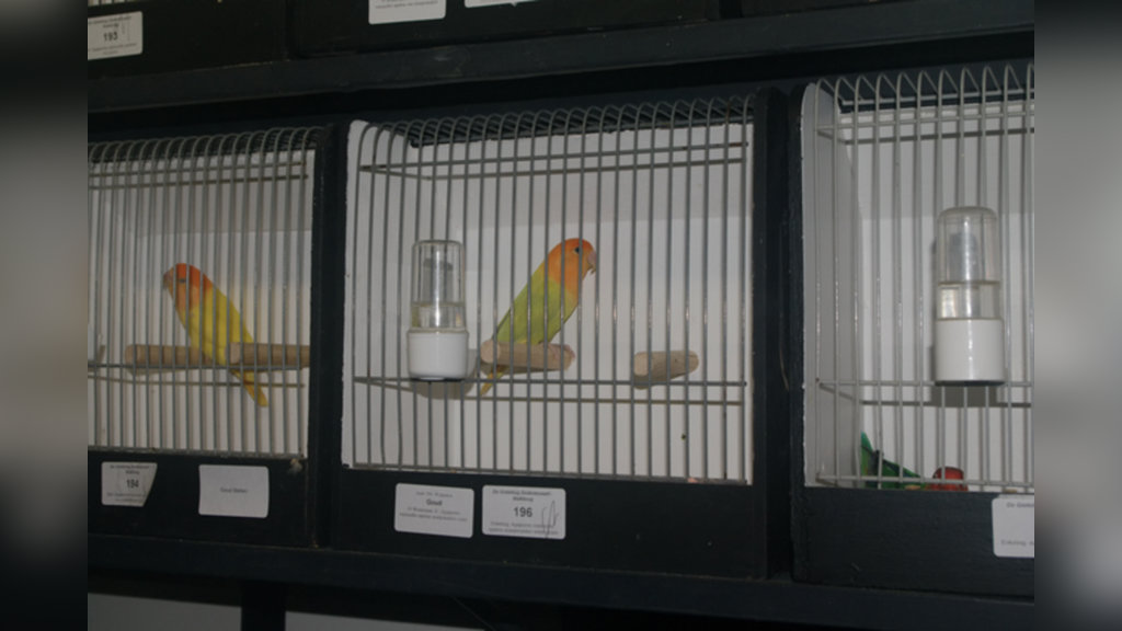 Vogeltentoonstelling VV “De Gieteling” Dedemsvaart-Balkbrug in Hardenberg