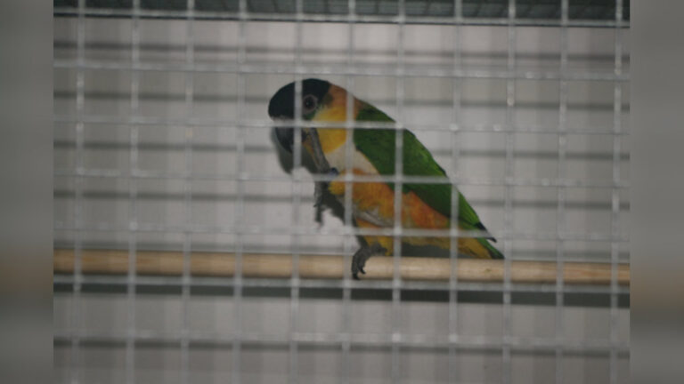 Vogeltentoonstelling VV “De Gieteling” Dedemsvaart – Balkbrug